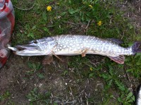 /album/brochet-de-90-cm-sortie-de-la-vesle/img-1352-jpg/