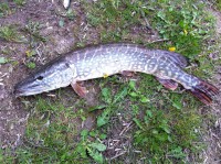 /album/brochet-de-90-cm-sortie-de-la-vesle/img-1353-jpg/