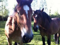 /album/journee-de-p%c3%aache-%c3%a0-la-truite-%c3%a0-l%27etang-de-la-fontaine-%c3%a0-pargny-resson/img-1373-jpg/