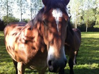 /album/journee-de-p%c3%aache-%c3%a0-la-truite-%c3%a0-l%27etang-de-la-fontaine-%c3%a0-pargny-resson/img-1375-jpg/