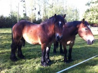 /album/journee-de-p%c3%aache-%c3%a0-la-truite-%c3%a0-l%27etang-de-la-fontaine-%c3%a0-pargny-resson/img-1376-jpg/